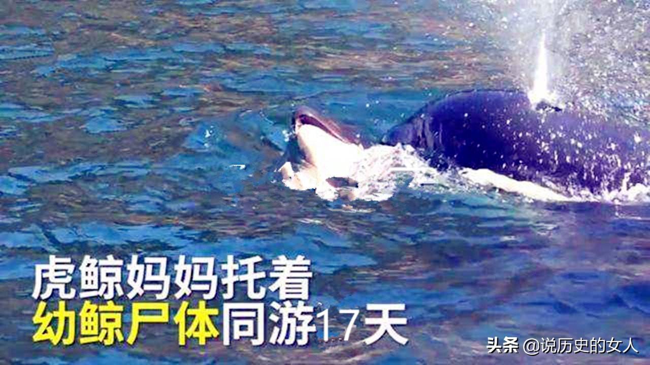 小虎鲸死后,鲸妈妈千里送葬,历时17天,行程1600公里_人类_族群_小宝宝