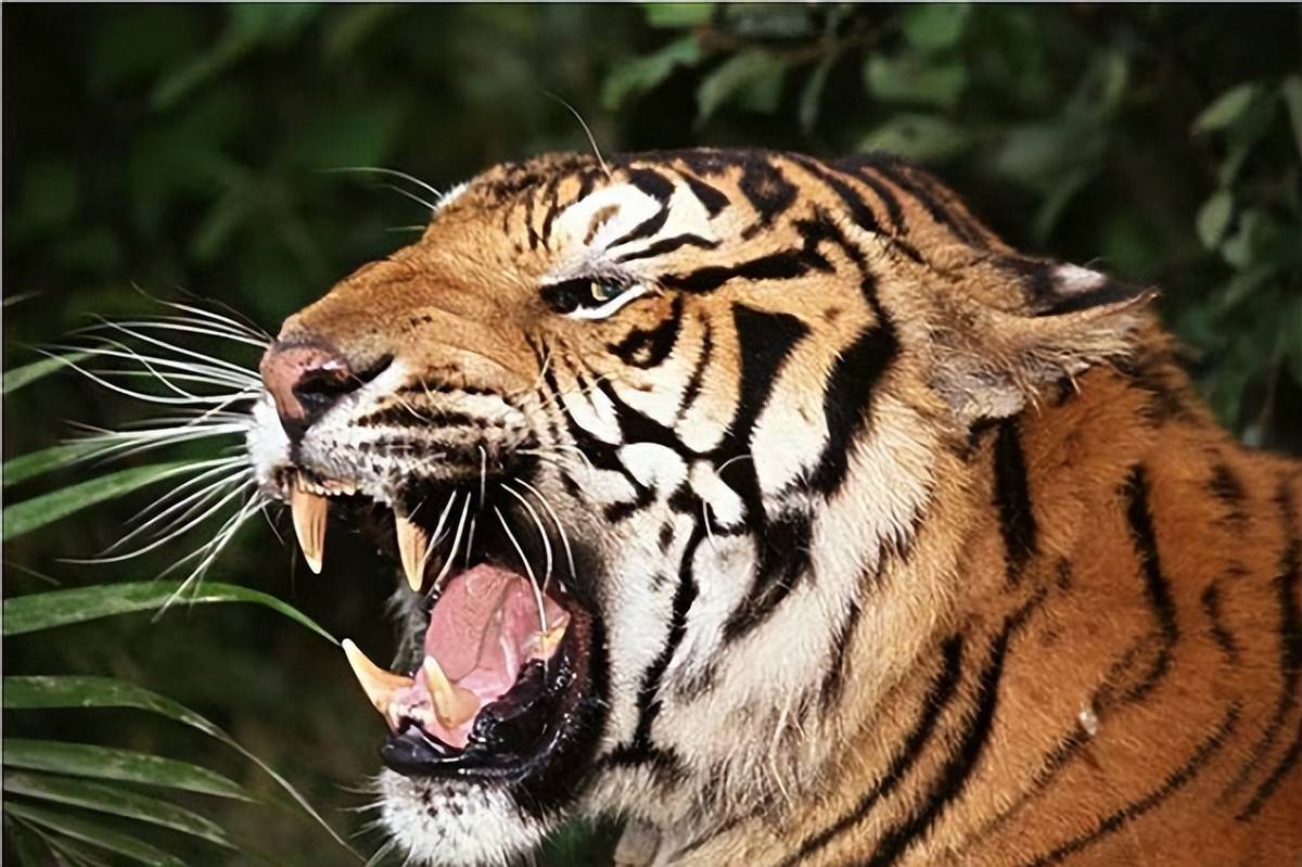 印度班达伽老虎饮食习惯 - 哔哩哔哩