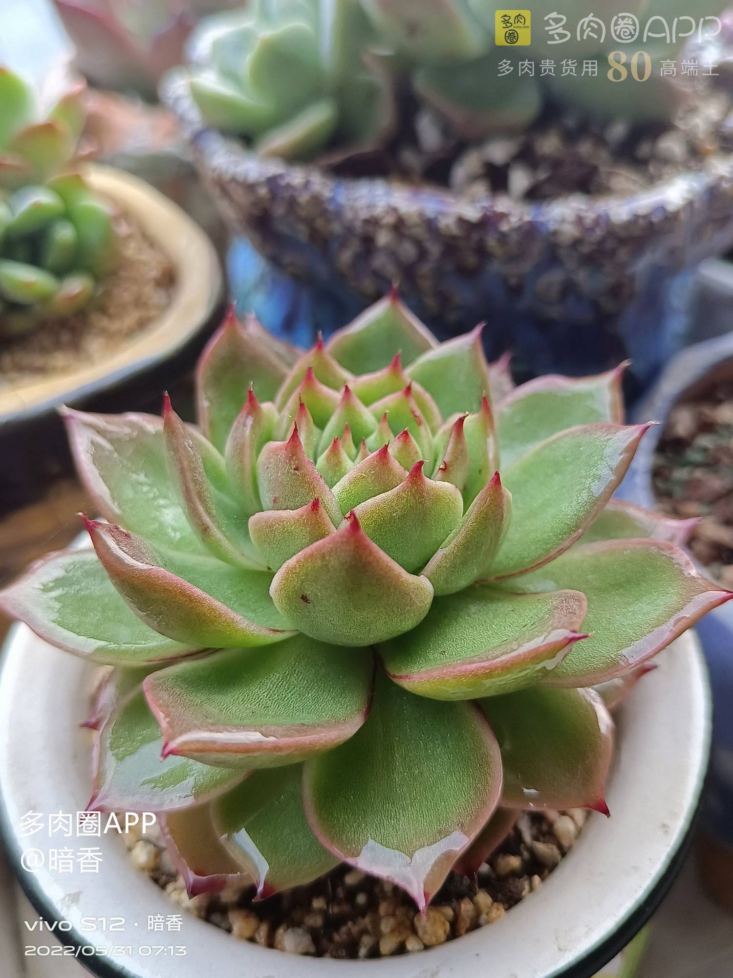 夏季养护的小建议 适合新手宝宝们建议收藏 植物 容器 阳光