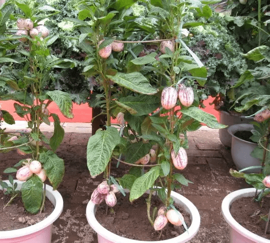 蓝妖盆栽人参果怎么种植做好这4大核心点果子长多多