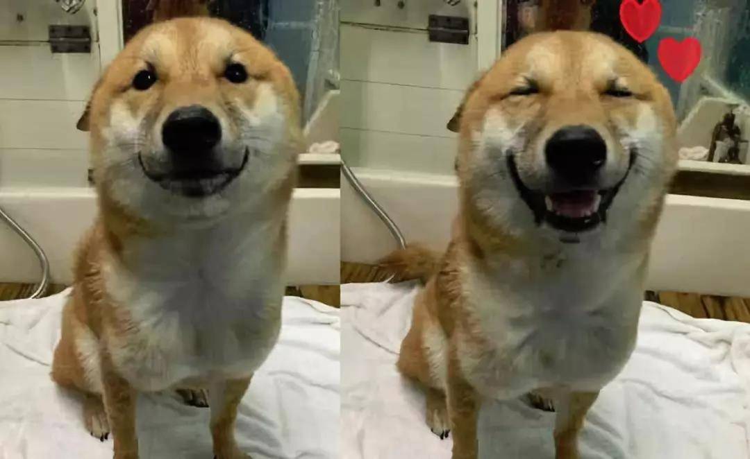 眯眯眼飞机耳,你家狗狗是这样吗?_开心_动作_耳朵垂