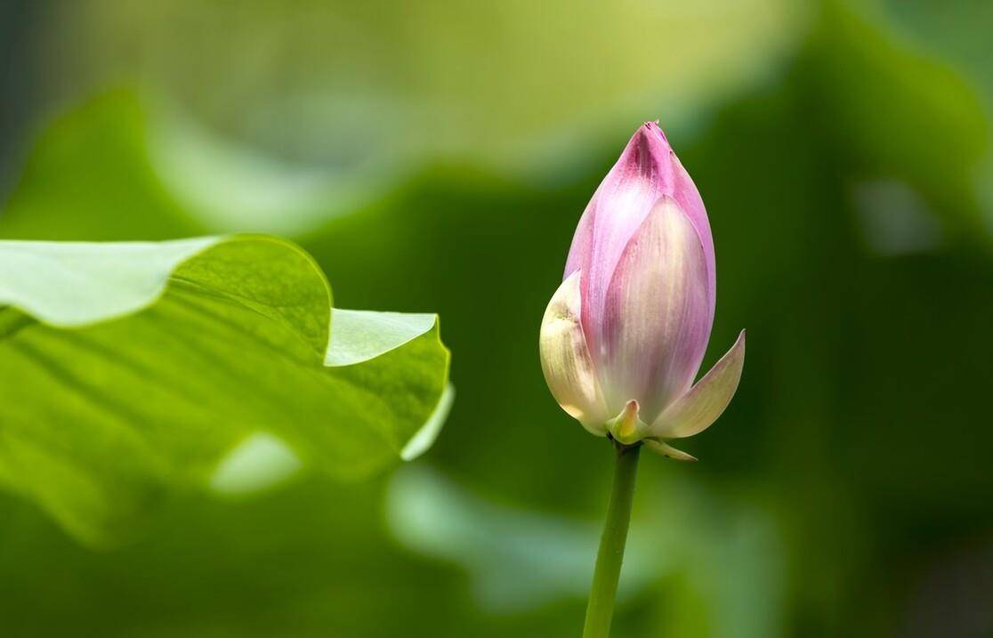 仲夏五月荷花八首