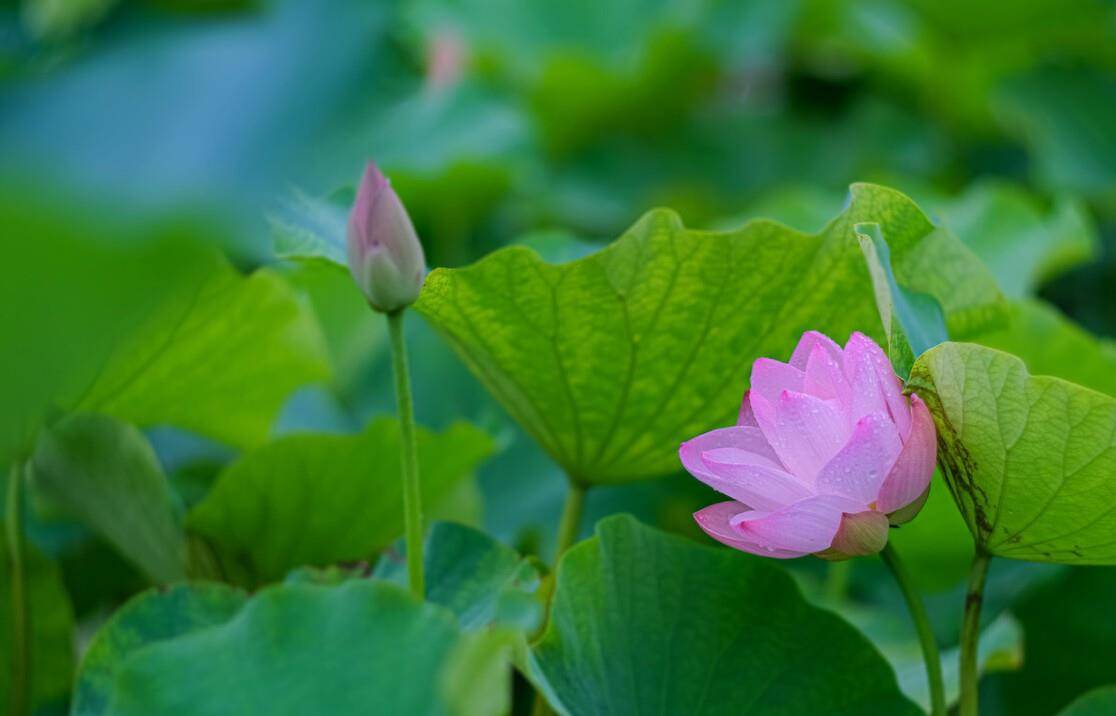仲夏五月荷花八首
