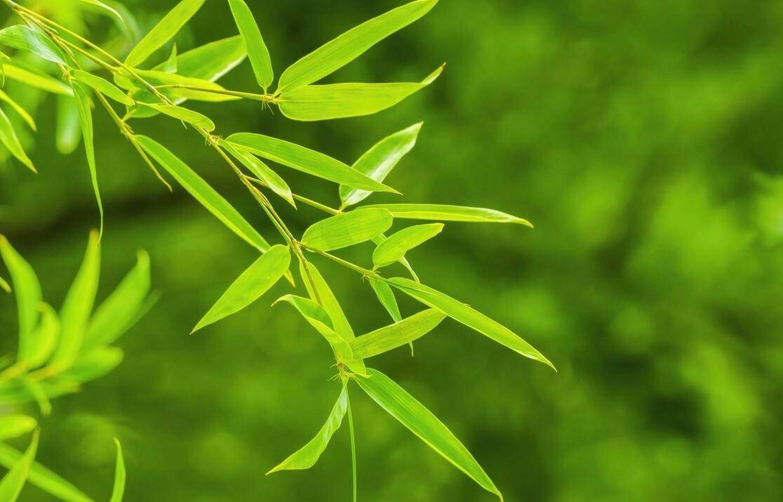 爆竹_桃枝_燃烧