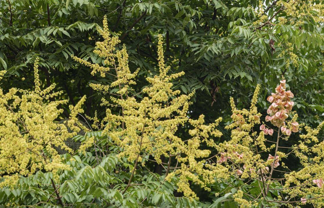 仲秋嘉樹欒花開 一種美麗的古樹 山海經里有 為何不見於詩詞 欒樹 欒姓 枝頭 9standard