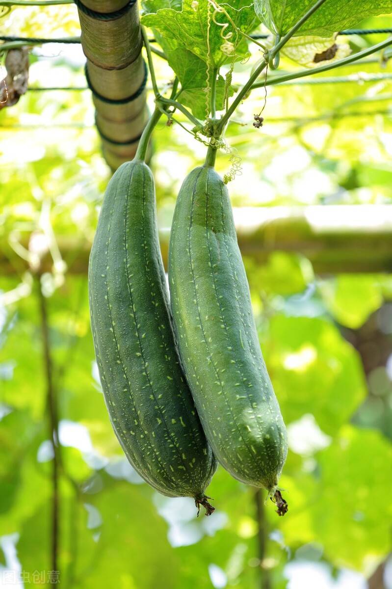 丝瓜怎么管理才能结瓜多