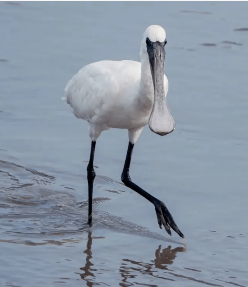 微靖江靖江首次观测发现全球濒危珍稀鸟类黑脸琵鹭