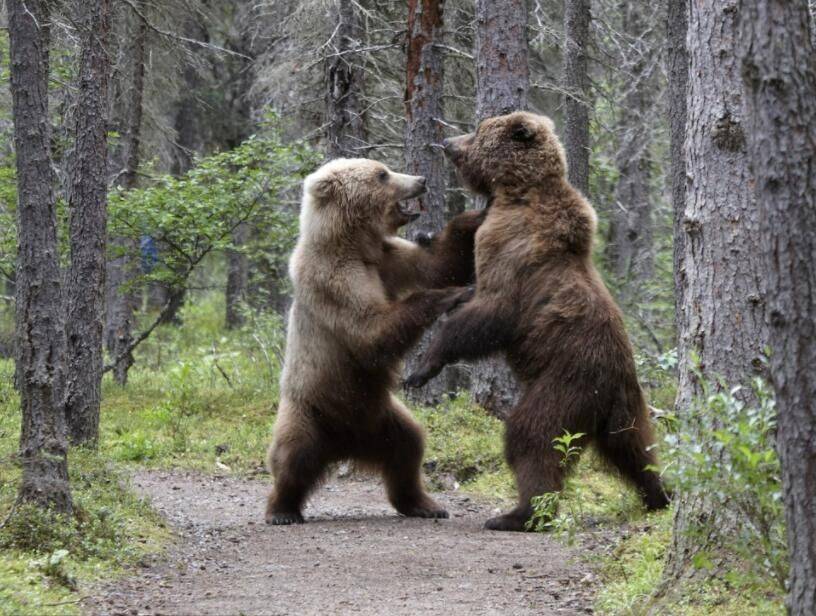 原创东北虎vs大棕熊老虎靠技巧保持50胜率不愧是森林之王