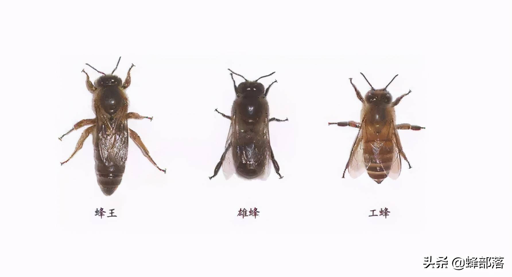 蜜蜂的种类有几种图片