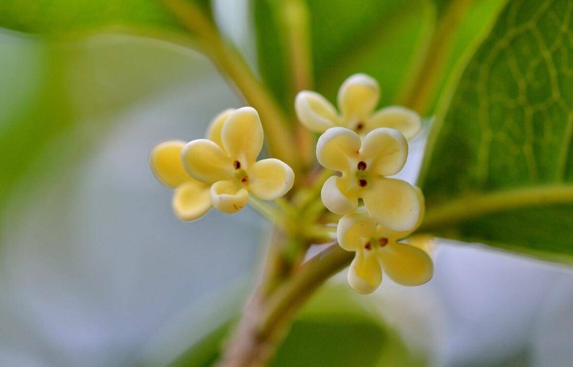 明丽清新桂花绝句六首 桂不多花细细风 晚秋风物早春诗 香气 明月时 宋朝