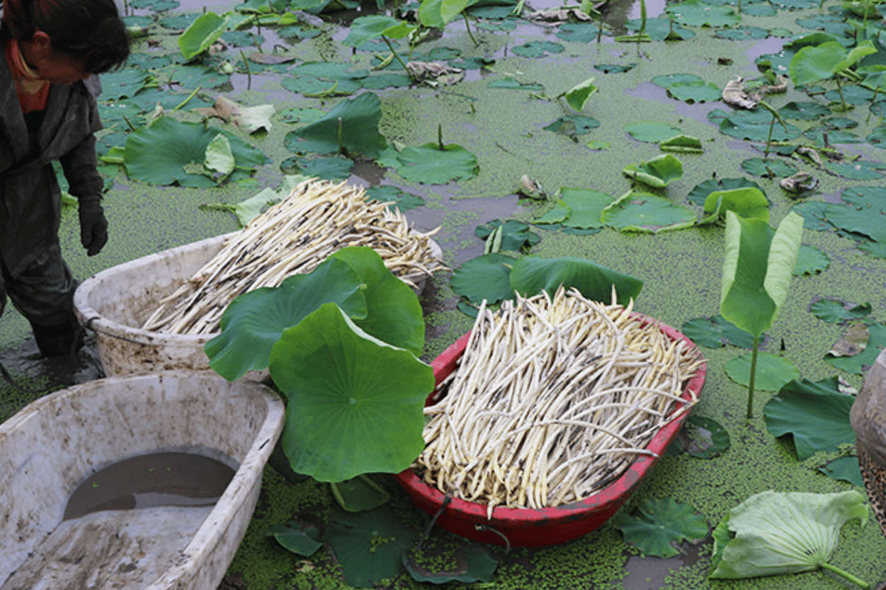 夏天长在水里的蔬菜该吃了清爽解油腻我家一天吃2顿舒服