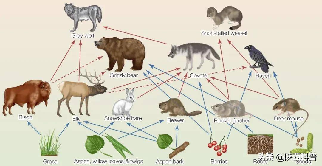 黄石国家公园的草地食物网 来源:macmillanhighered.