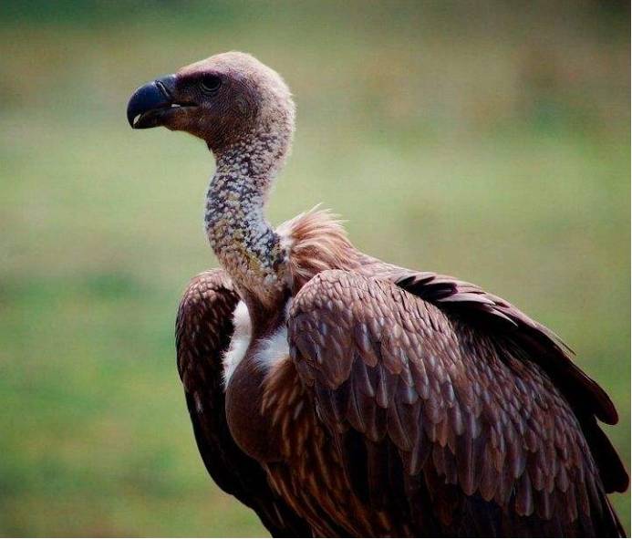 以腐尸为食的它为什么百毒不侵网友难道拥有绿色净化心脏