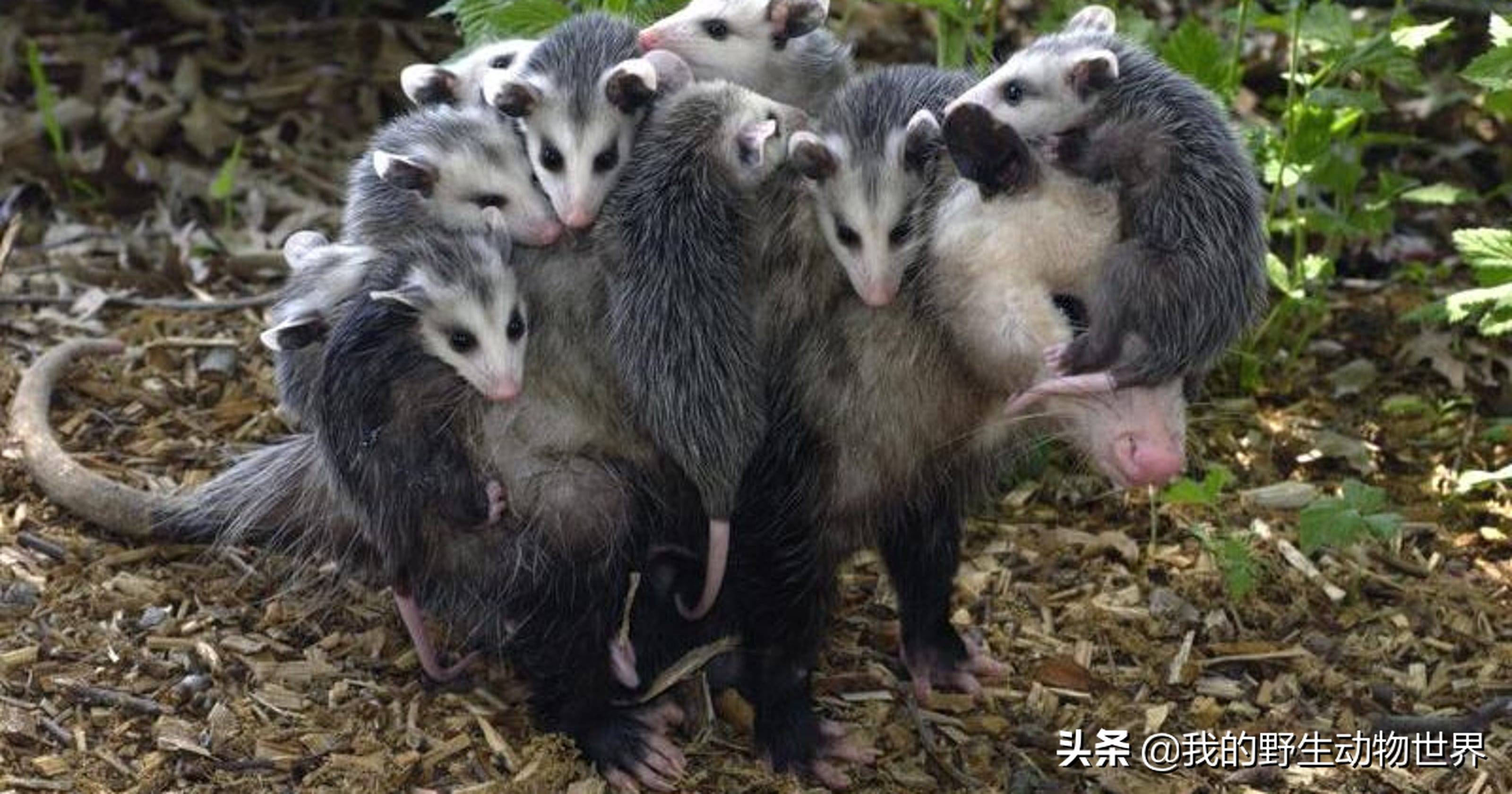 原创负鼠分叉的阴茎与鼻孔有啥关系奇怪的知识又增加了