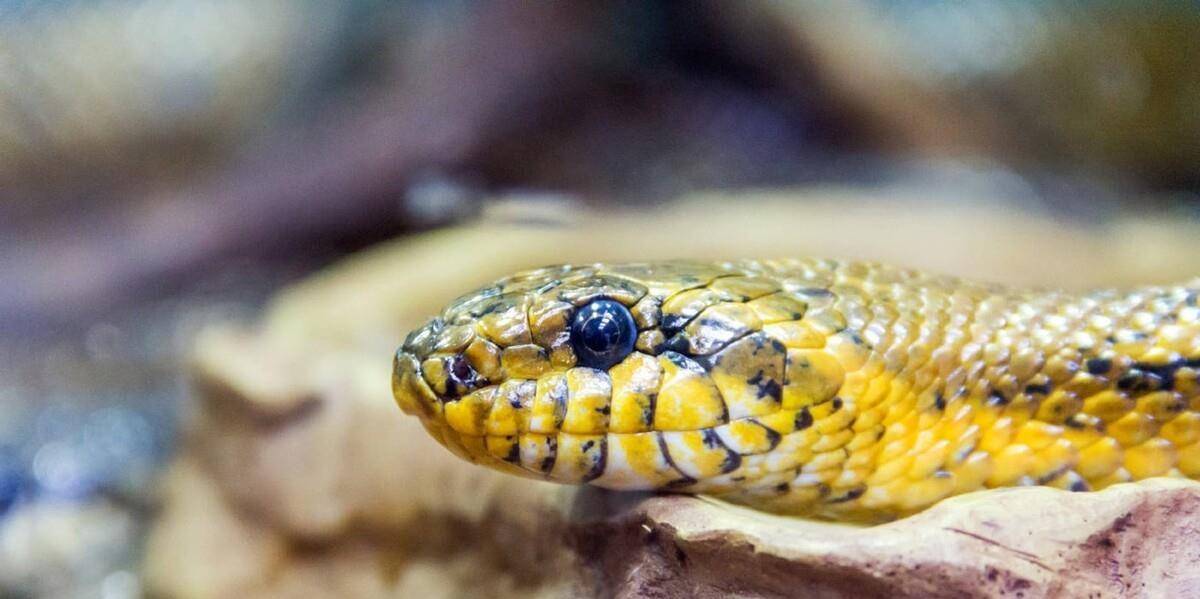 对于两年后死亡的蛇类,感染"隐孢子虫"这种微生物.