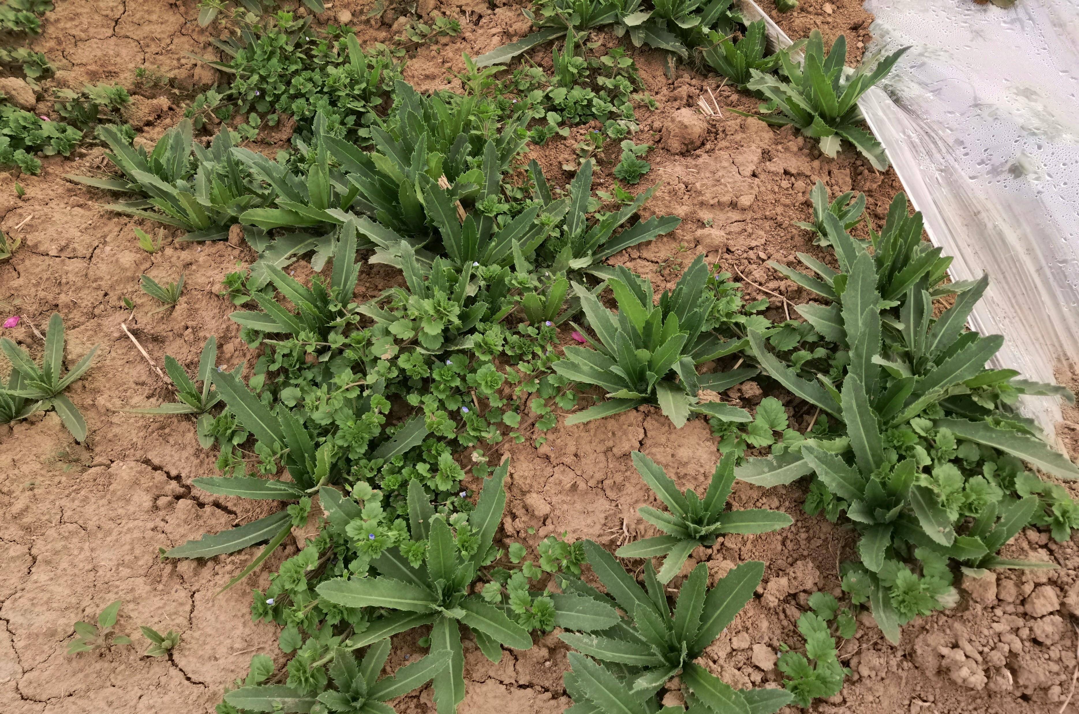 不同农作物田间的刺儿菜,用哪种除草剂能够彻底铲除