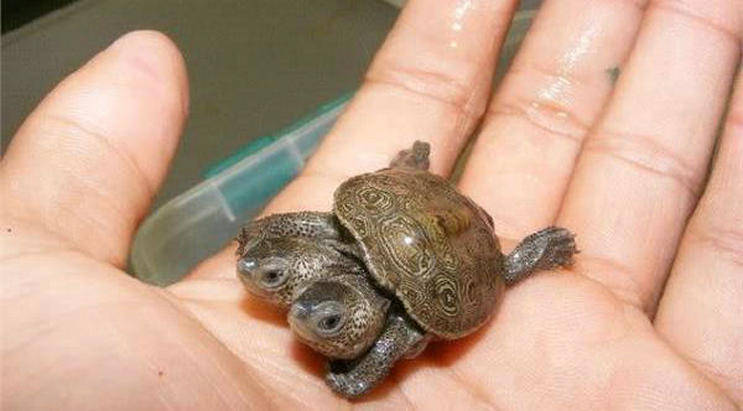 日本一乌龟变异长角爆红,为何乌龟容易发生变异?
