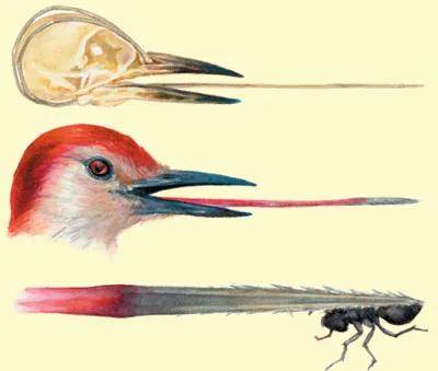 原创啄木鸟为啥吃雏鸟脑浆科学家过于口渴