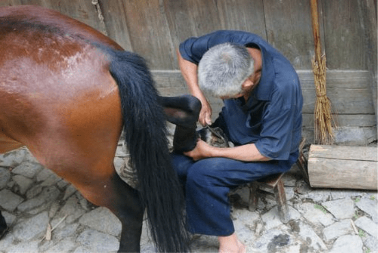 馬為什麼非得打馬蹄鐵?