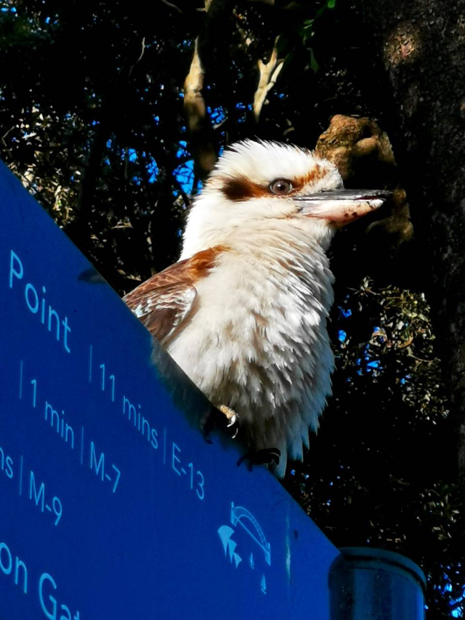 喜欢大笑的澳洲大鸟，悉尼奥运会的吉祥物“奥利”_搜狐网, image size:960x1280