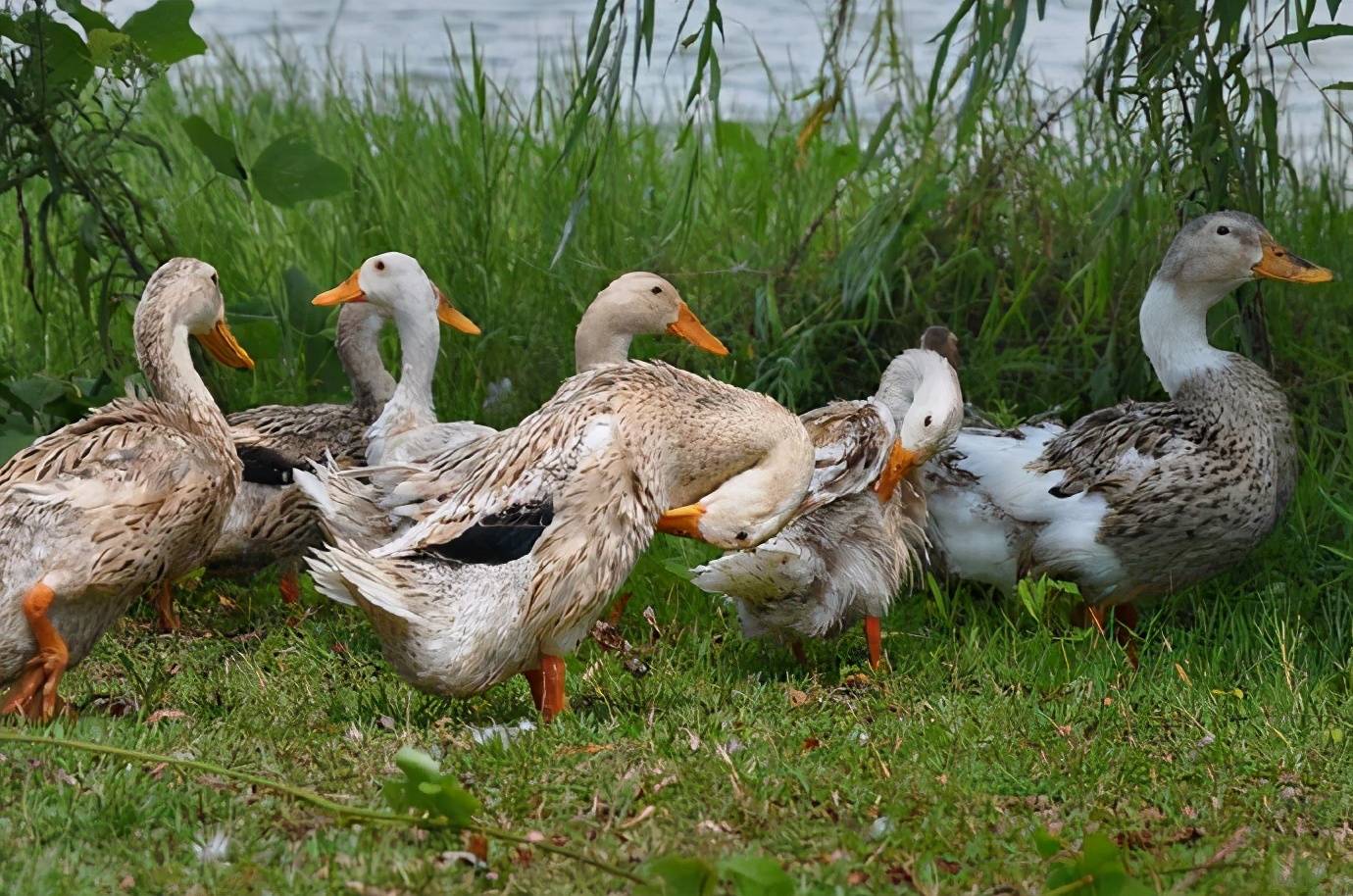 实际上家养的鸭子也是可以飞老远的,只是由于家鸭从小就没有练习过