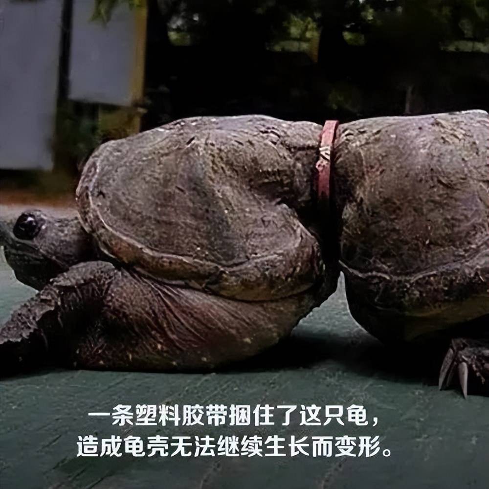 八方格|听海哭的声音_海洋_生物_地球
