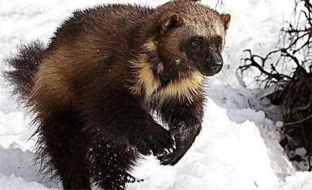 大兴安岭的狼獾