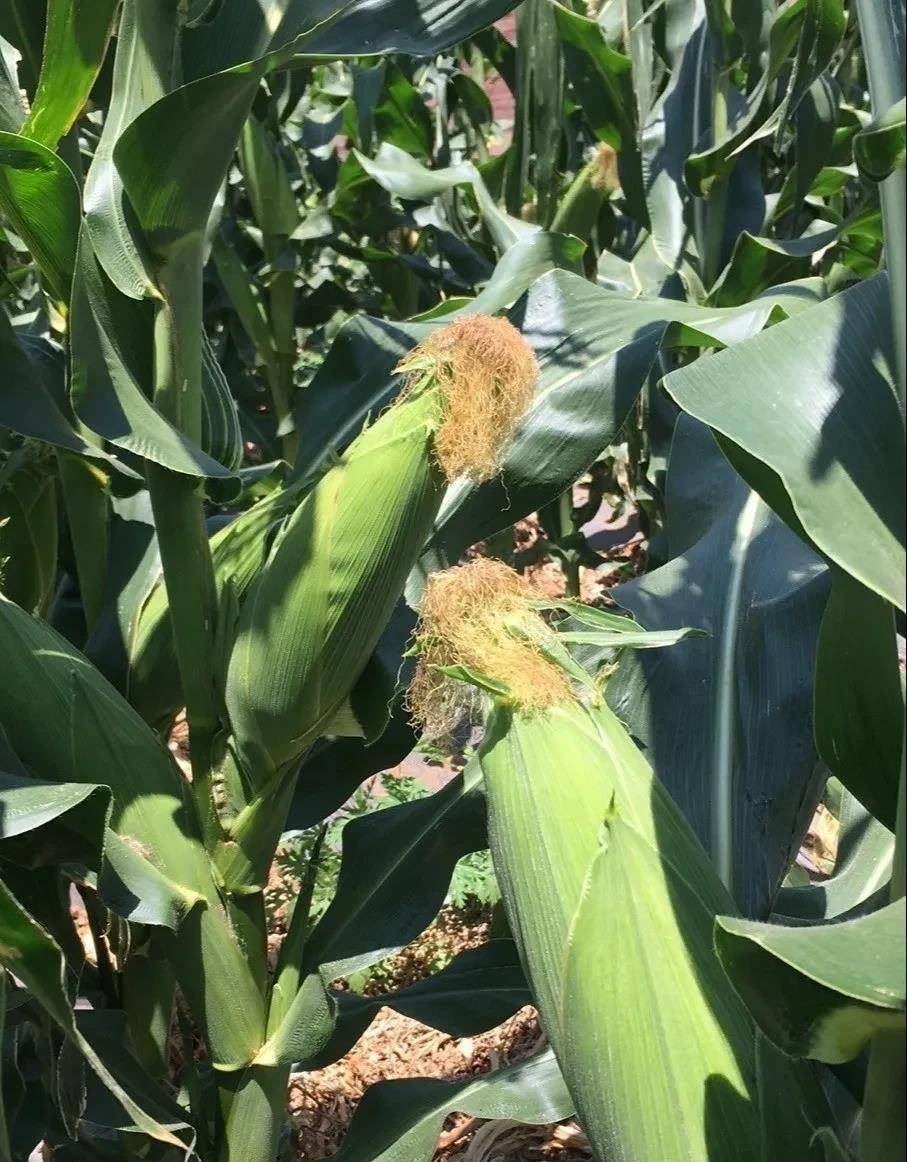 原创水煮炖排骨生吃各种烹饪方式这颗来自云南玉米美味又甘甜