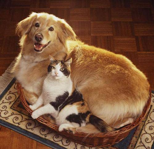 猫和狗天敌图片