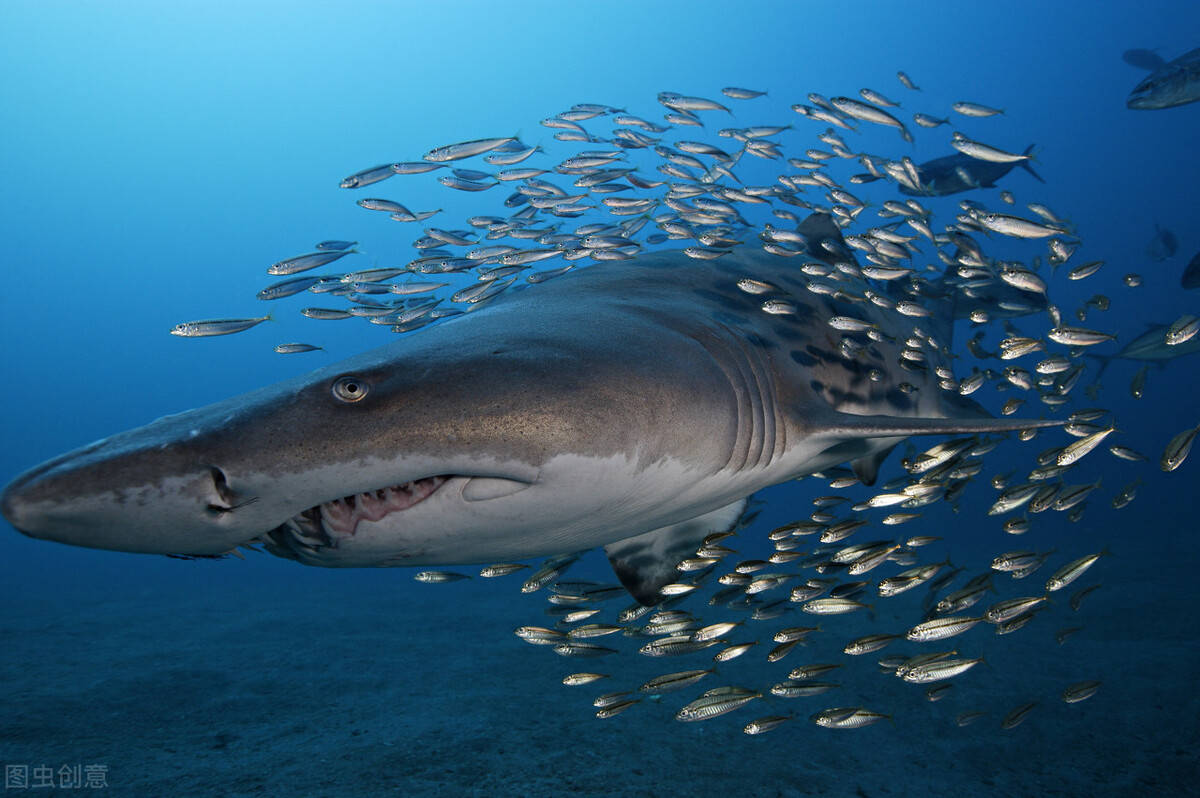 她们与不同的雄性沙虎鲨交往,然后呢怀上宝宝,但谁也不知道哪一个是