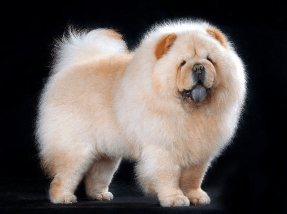 这6种狗不要随便养 一旦养了 就只认定你一个主人了 狗狗 藏獒 保护