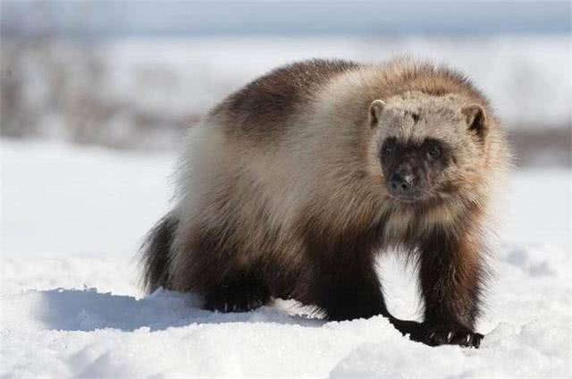 大兴安岭的狼獾