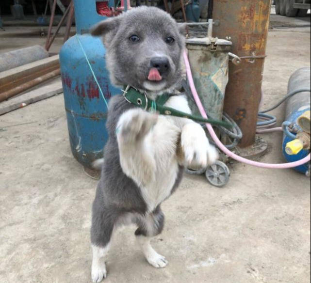 原创邂逅灰蓝色极品土狗主人卖300朋友有名犬血统买下不亏