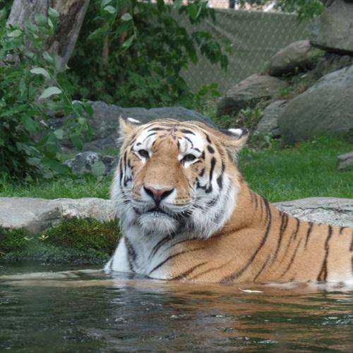 霸气的老虎头像在戏水的老虎很少见吧