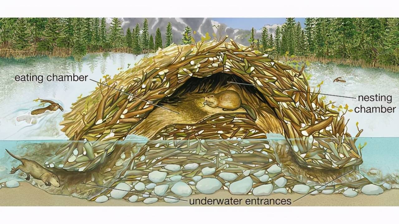 "基建狂魔"河狸,为什么经常被自己咬断的大树砸死?_水坝_巢穴_树木