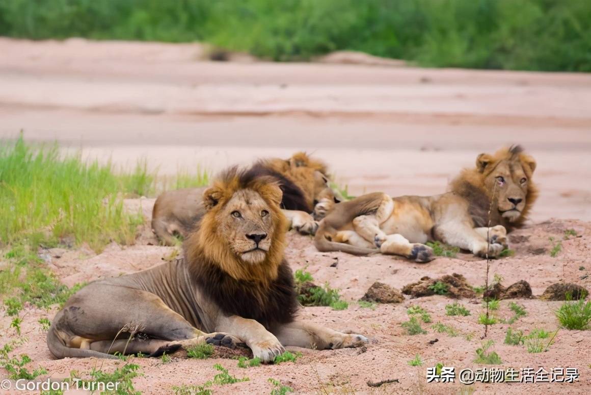 原创汤姆森雄狮联盟狮王受疾病困扰营地出手相救却好心办了坏事