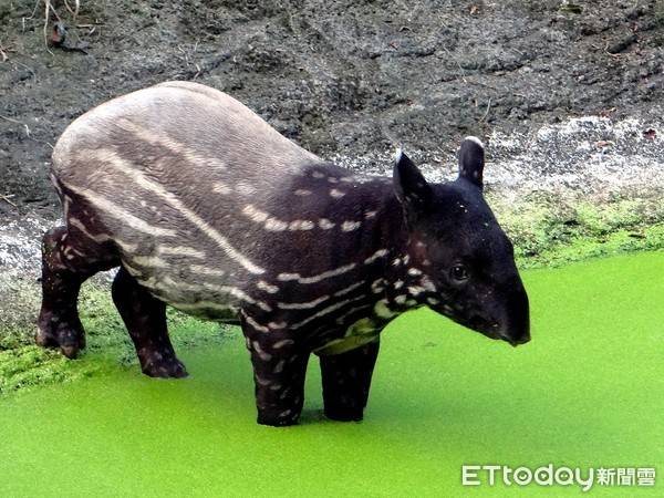 原创马来貘貘豆脱下花外套换黑白时尚长大啦