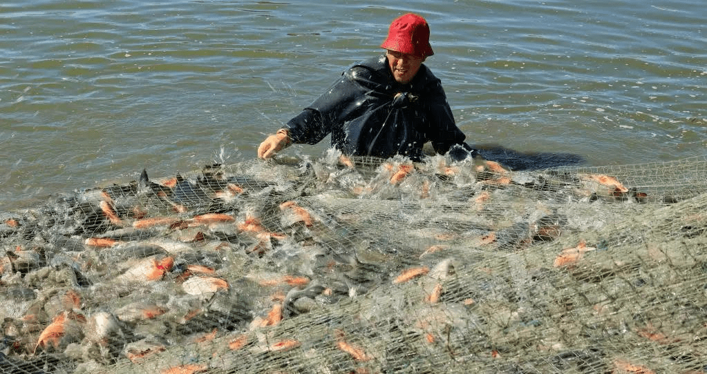 禁漁可能還遠遠不夠不過禁漁對䲘魚這類洄游型魚類來說,可能還需要很