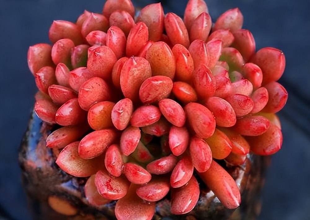 5种红色系多肉夏天不怕晒太阳光照越足叶片颜色越鲜艳