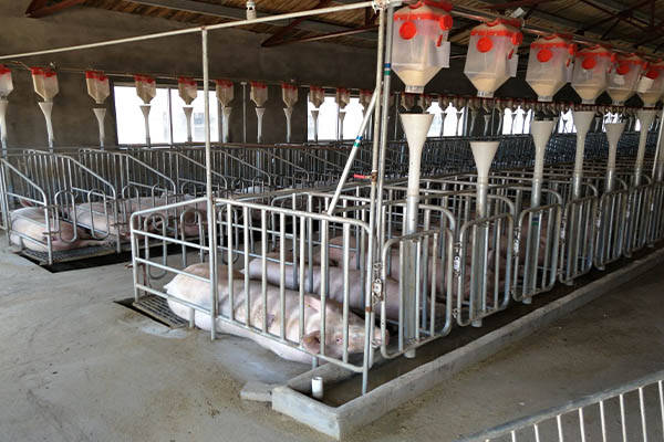 如何设计猪场围栏z合适?_母猪_栅栏_仔猪