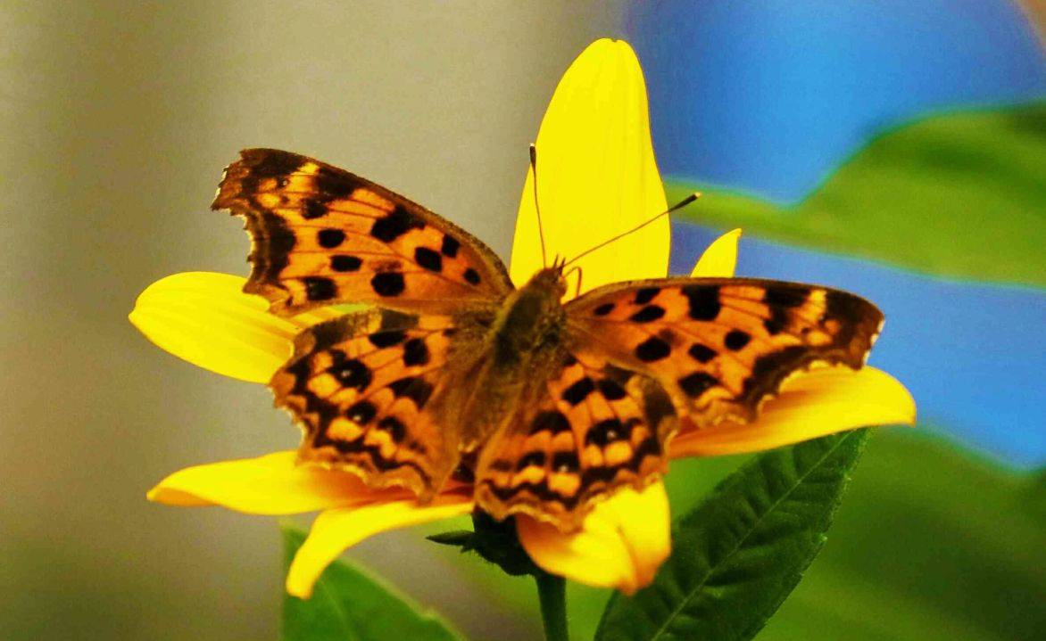 世界上最美丽的八种蝴蝶,知多少?_翅膀_枯叶_捕食者