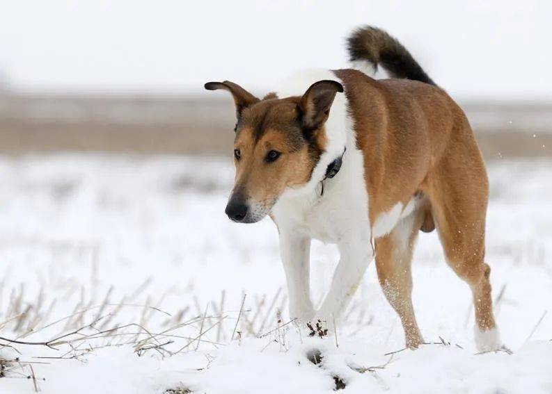 百科 | 短毛牧羊犬,低调的女王挚爱!