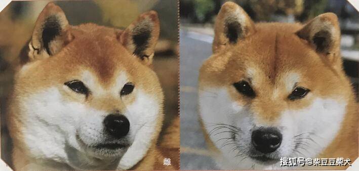 日本柴犬公母长相区别对比图 公柴和母柴的差异 特征 身体 长度 日本柴犬公母长相区别对比图 公柴和母柴的差异 特征 身体 长度