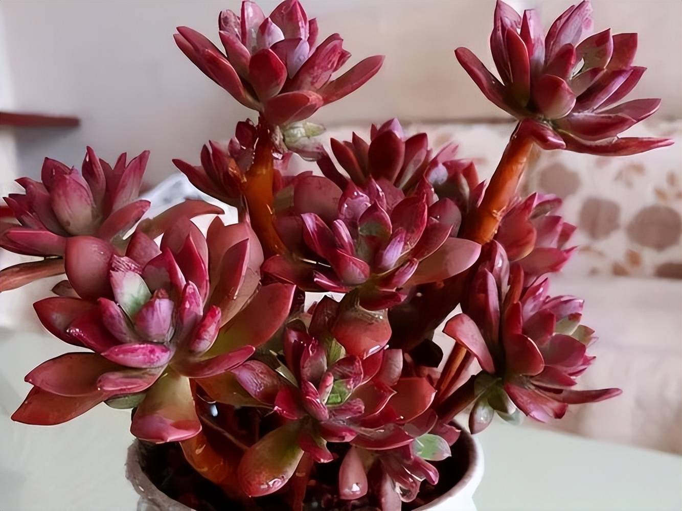 5种红色系多肉夏天不怕晒太阳光照越足叶片颜色越鲜艳