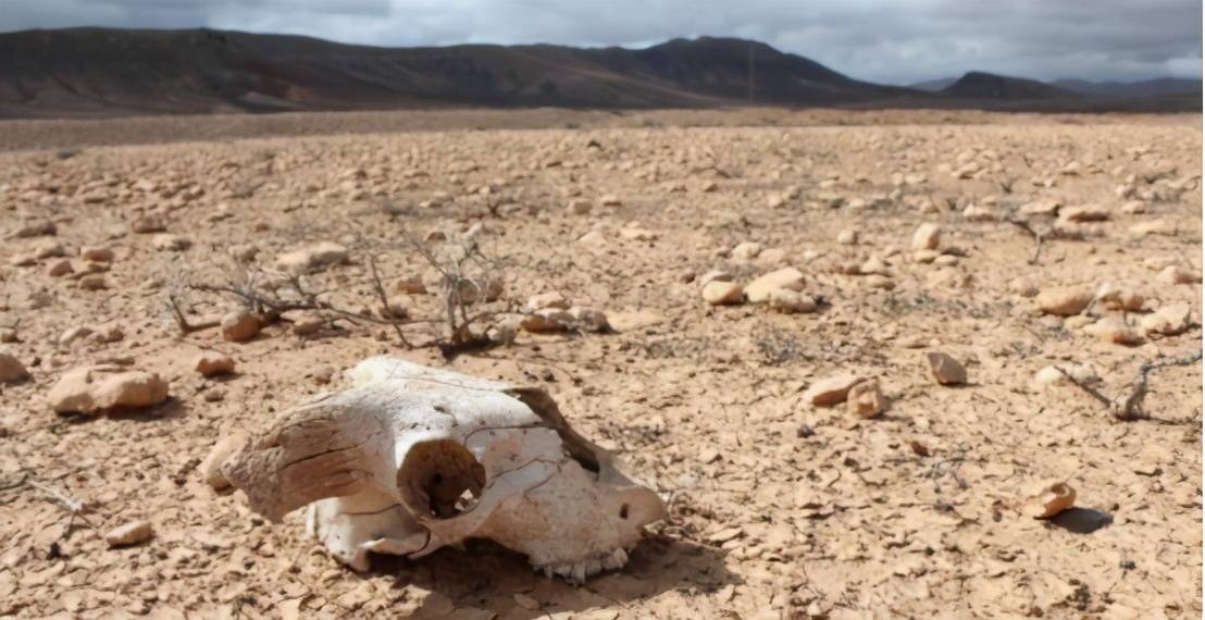 2050年之前,大量陆生物种将失去栖息地_人类_地球_脊椎动物