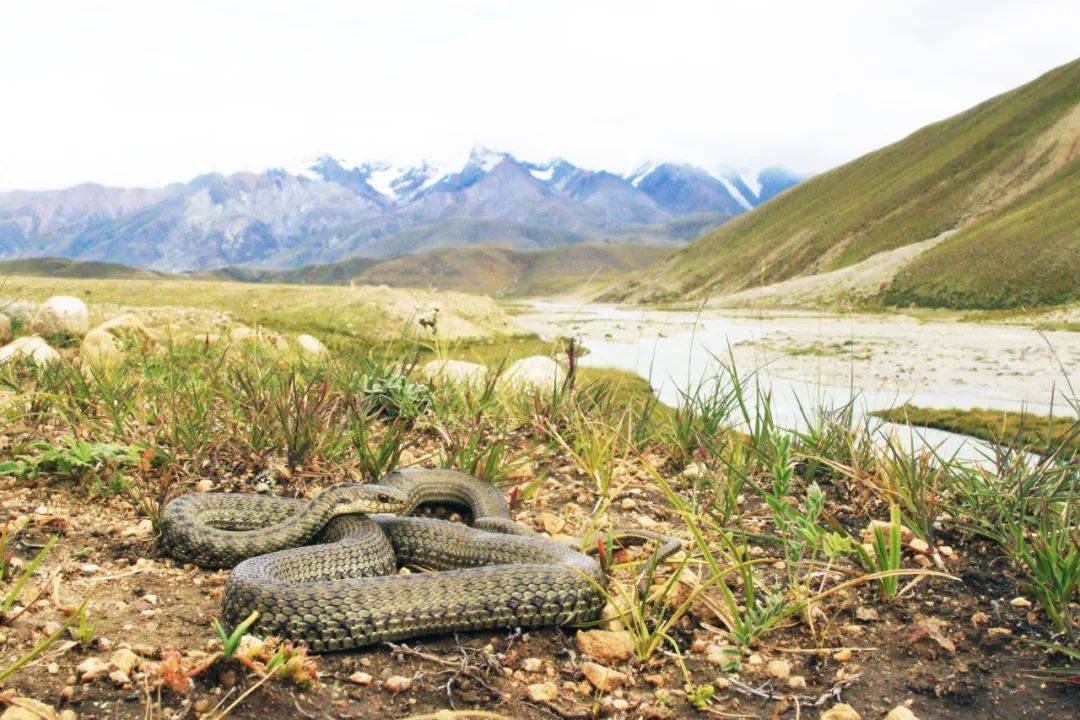 蛇也开始泡温泉了小青是你吗
