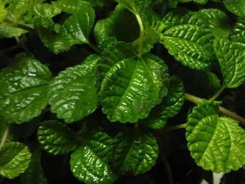 原创甲醛挥发物有害物质都不用担心一盆吸毒草就搞定