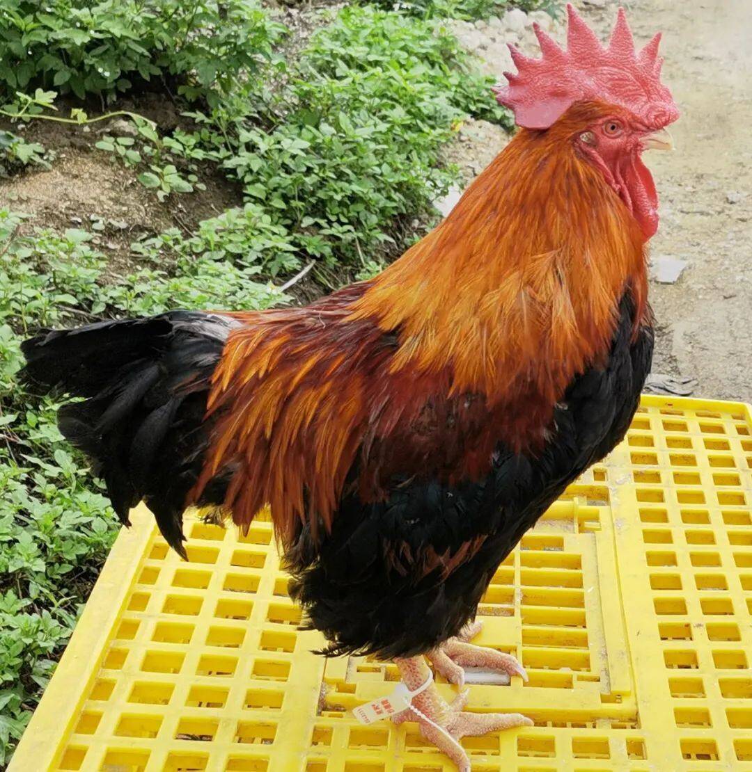 潮兴家禽:优先做好沙栏鸡保种,未来规划建设饲料厂,屠宰厂等