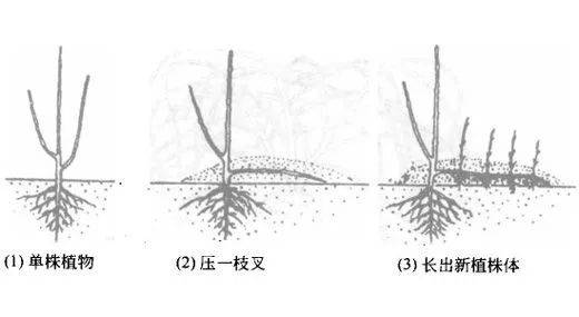 原创常见的几种压条繁殖技巧植物移栽每一株都能变成盆栽