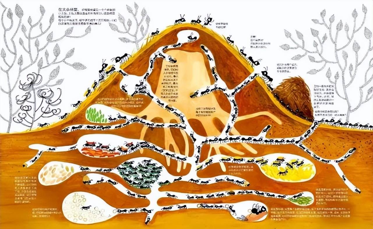 蚂蚁没有大脑,生活在二维空间,它们真的看不见人类吗?_食物_维生物_二